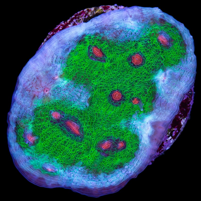 Walking Dead Mycedium Coral
