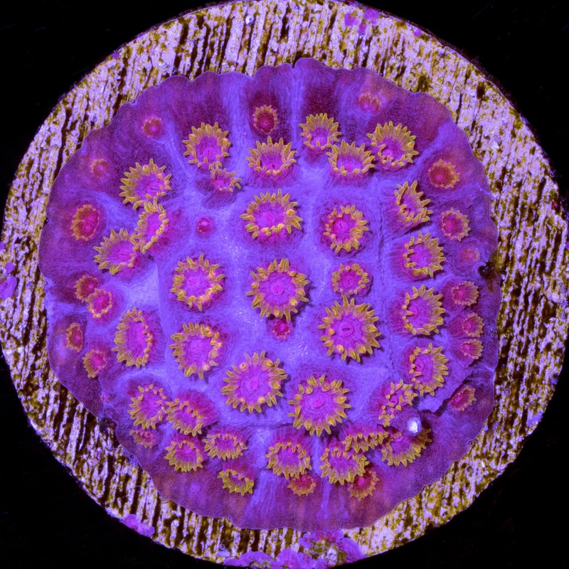 WWC Bizarro Cyphastrea