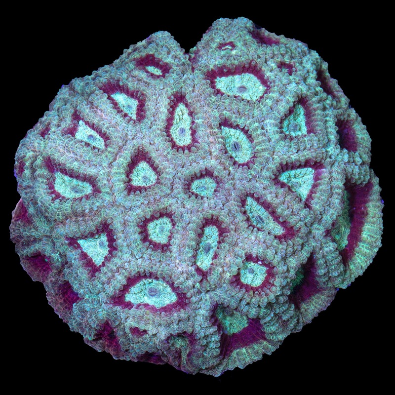 Aqua-cultured Kingslayer Favia Coral Colony
