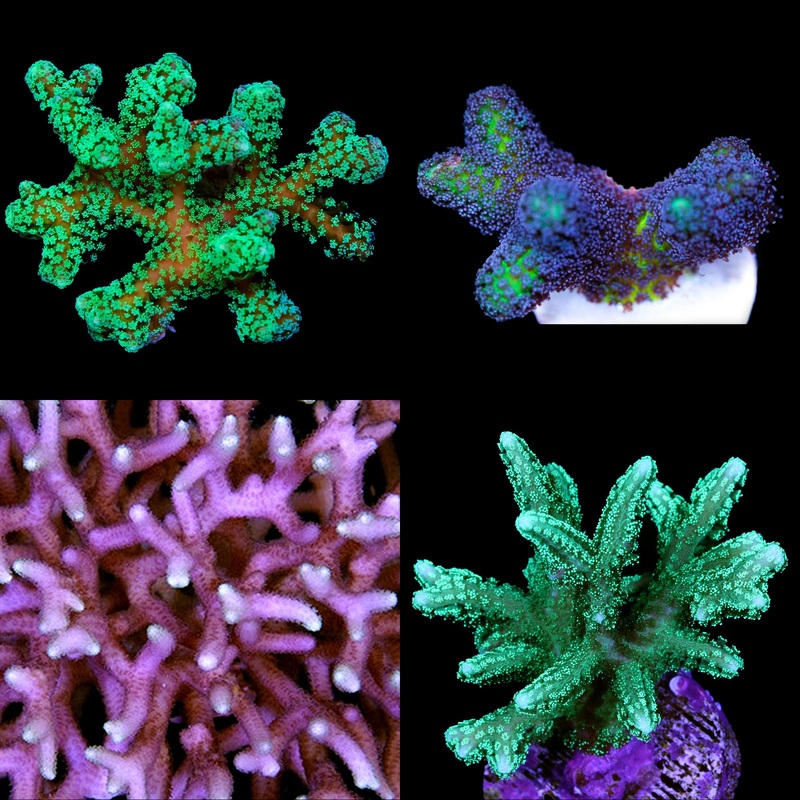 Assorted Birdsnest Coral Frag Pack