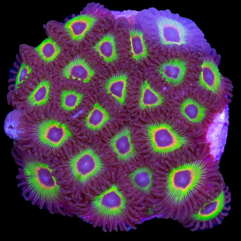 Bob Marley Zoanthids