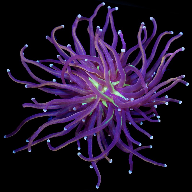 Green Center Indo Gold Torch Coral