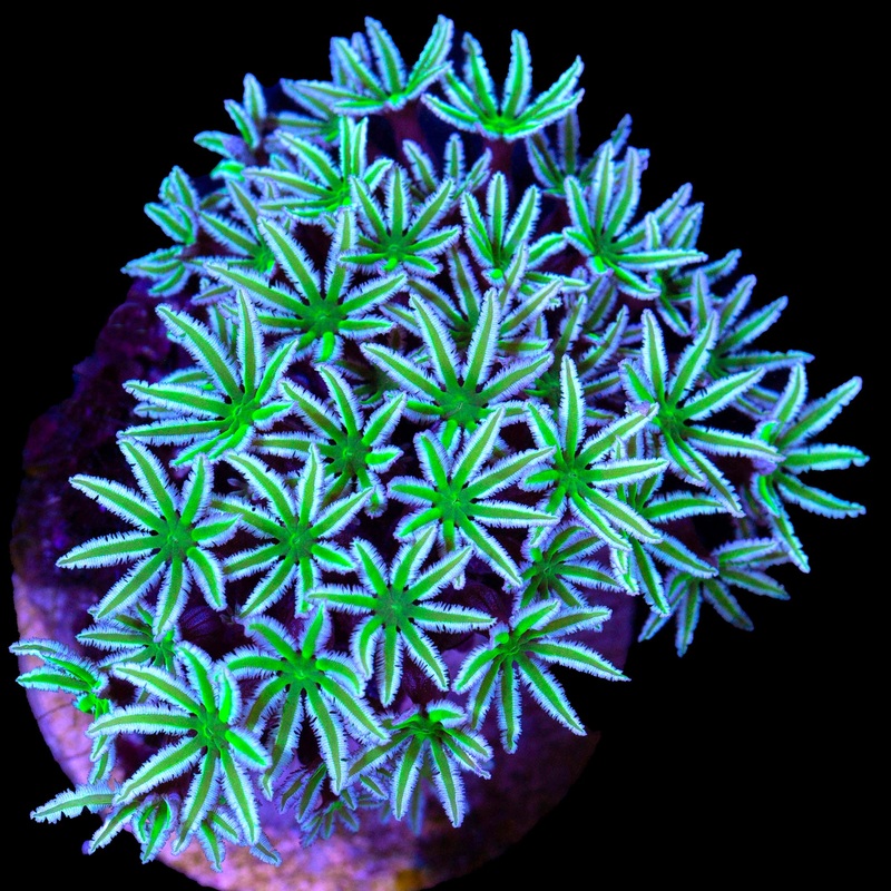 Green & White Pipe Organ Coral