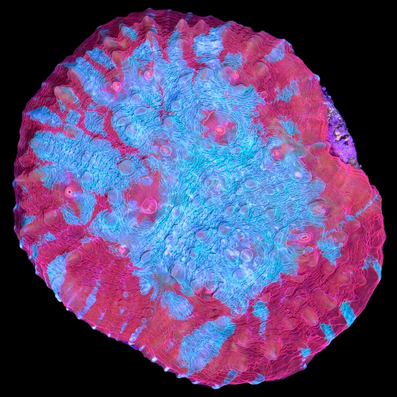 Hot Tamale Echinophyllia Coral