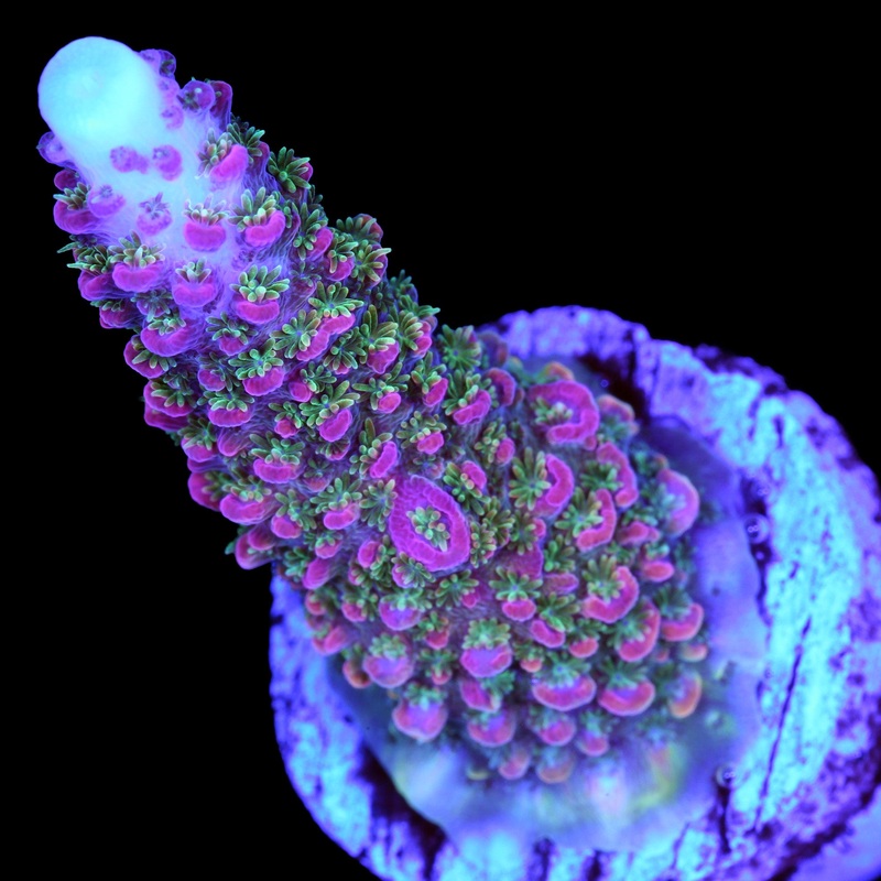 Hugo's Rainbow Staghorn Acropora Coral