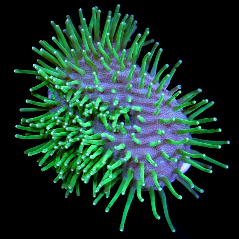 Japanese Green Long Polyp Toadstool Leather Coral