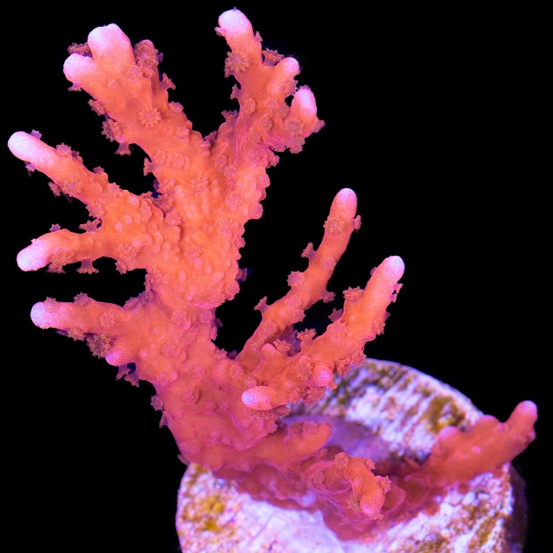JF Fire Starter Montipora Hirsuta Coral