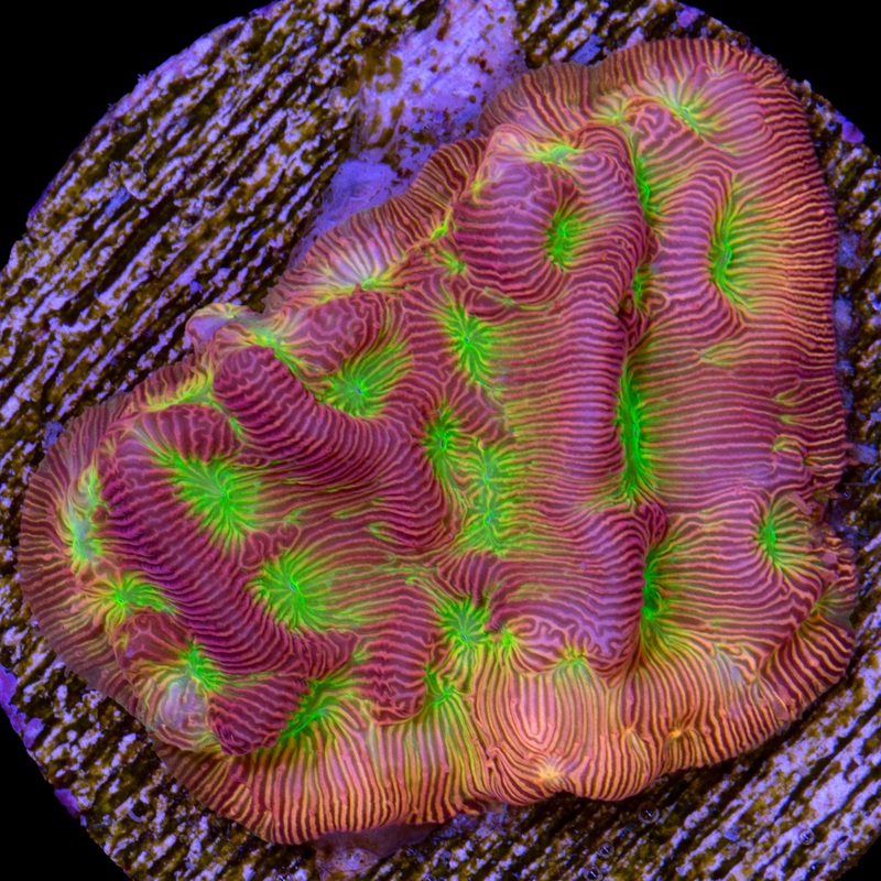 JF Lethal Leptoseris Coral