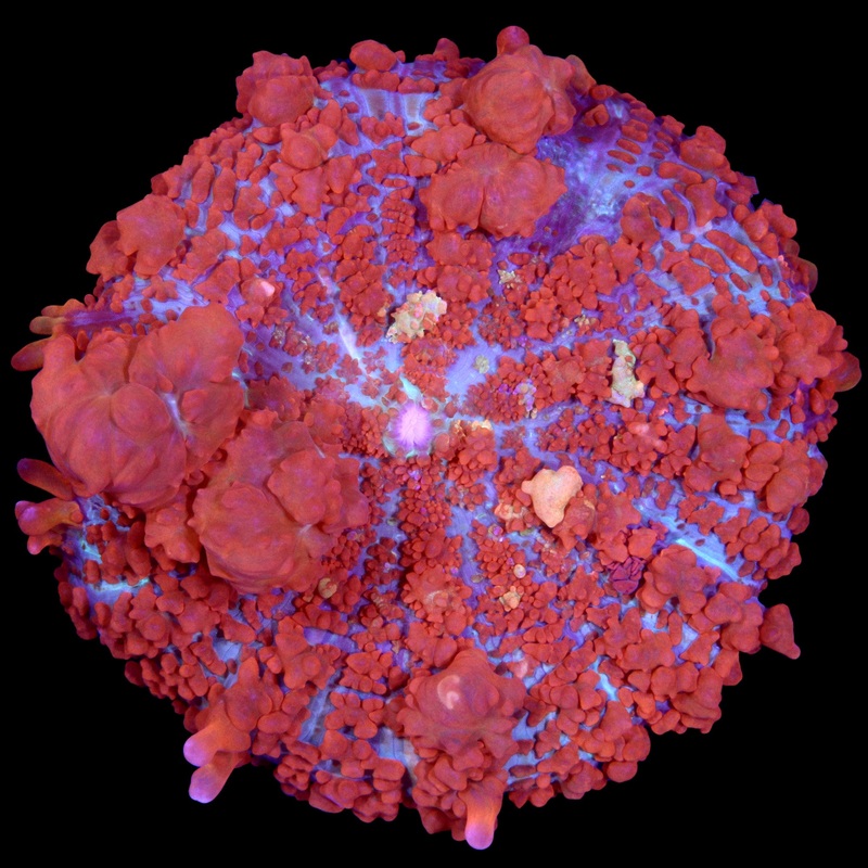 JF Raunchy Red Bounce Mushroom Coral