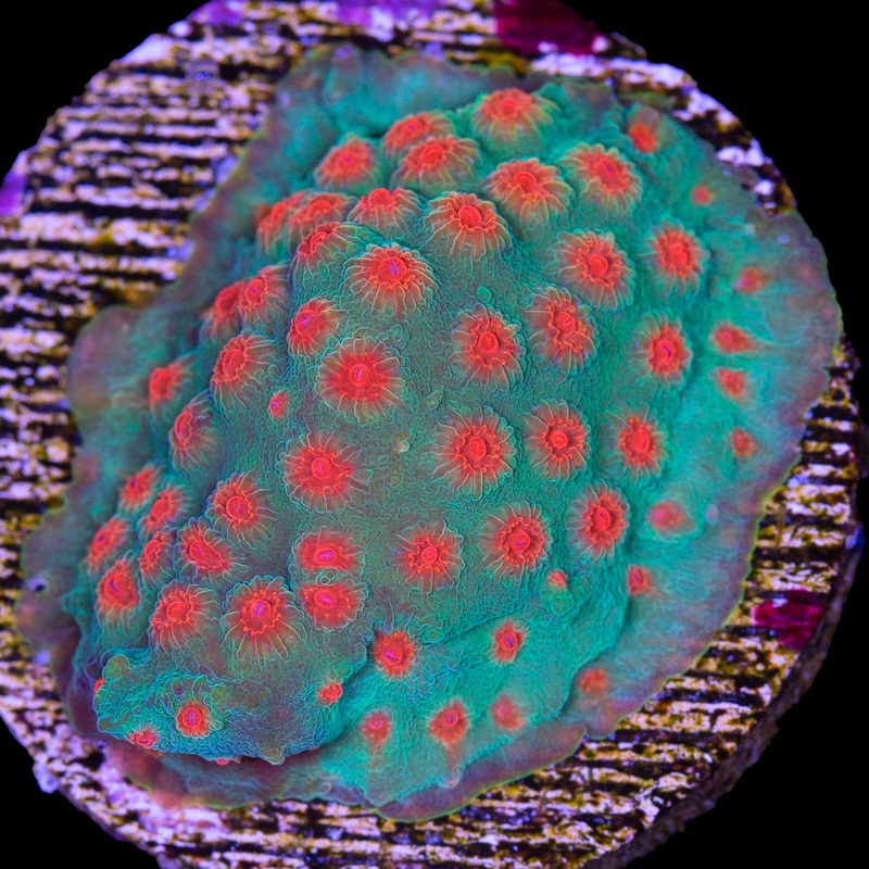 Jingle Bells Cyphastrea Coral