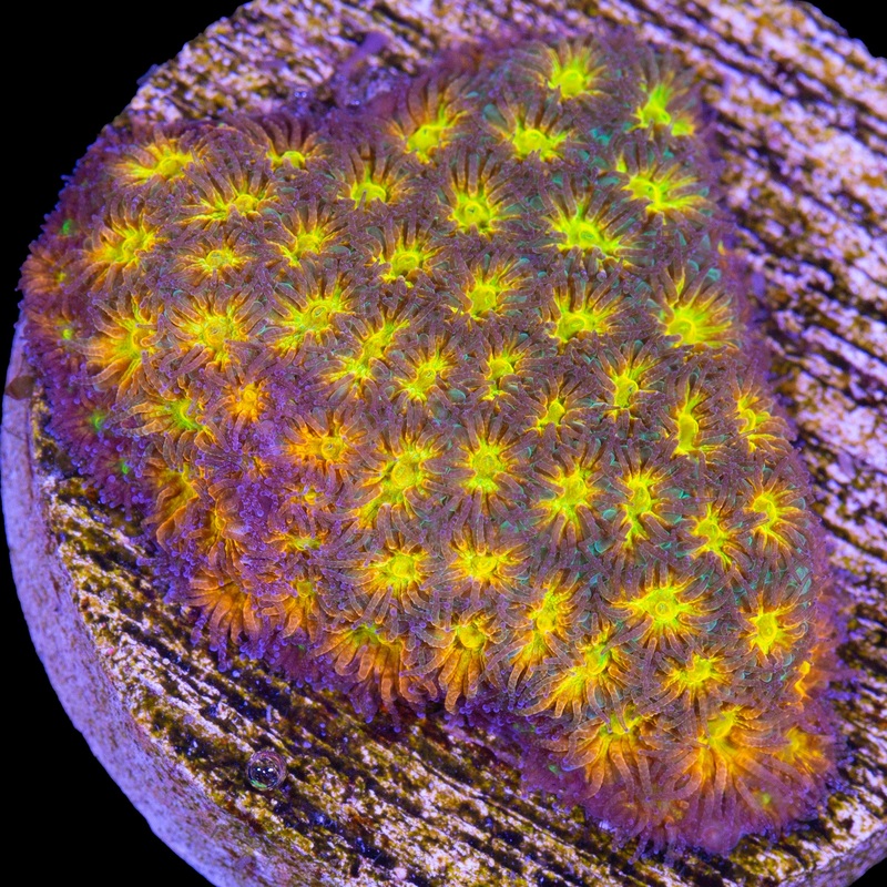 John Deere Leptastrea Coral