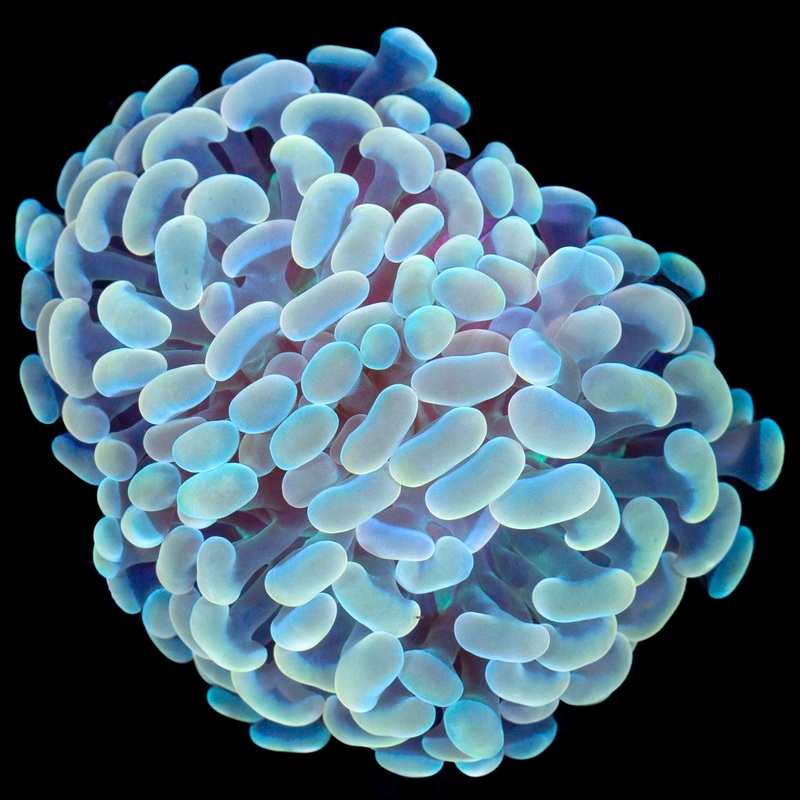 Lucky Charms Branching Hammer Coral