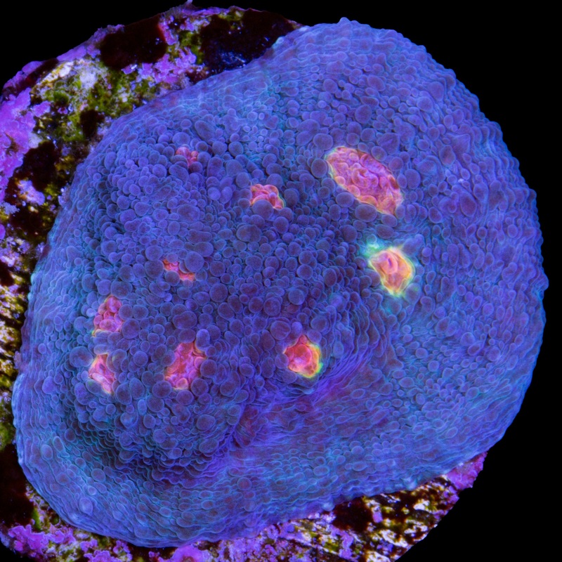 Miami Hurricane Echinophyllia Coral