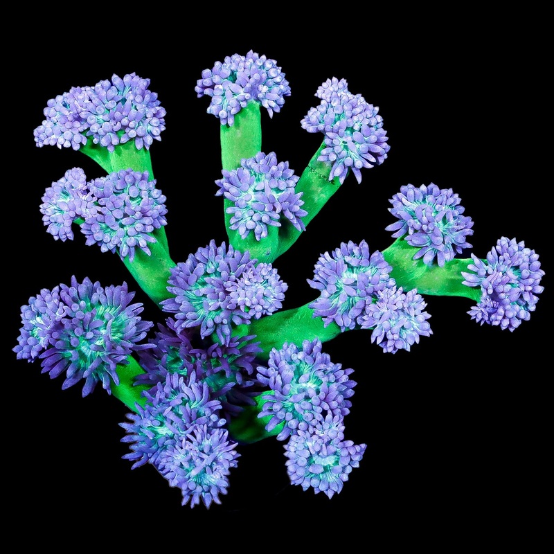 Neon Duncan Coral Colony