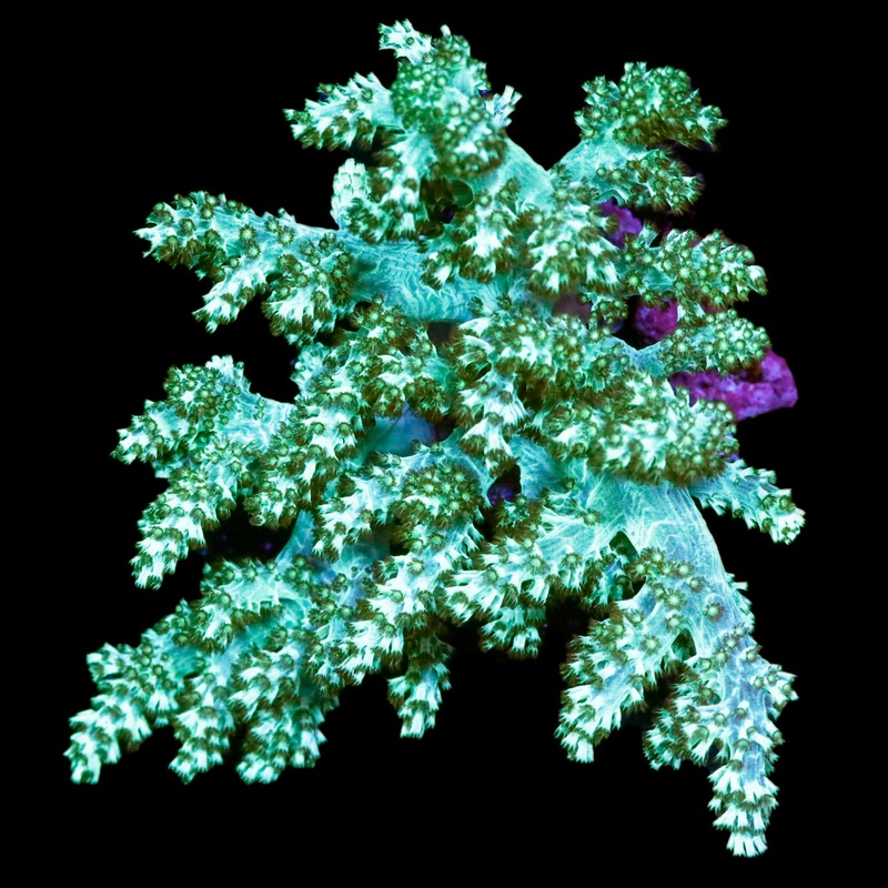 Neon Green Kenya Tree Coral Colony