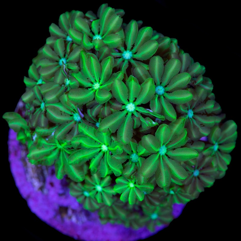 Neon Green Pipe Organ