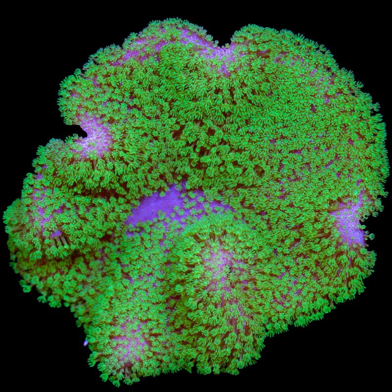 Neon Green Toadstool Leather Coral