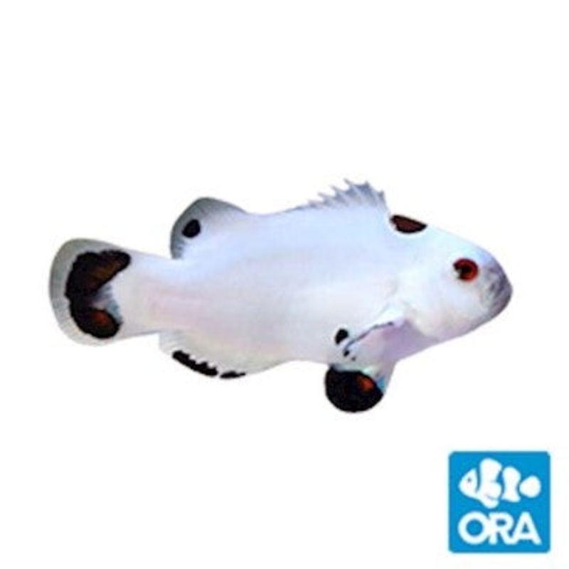 ORA Hail Storm Ocellaris Clownfish - Captive Bred