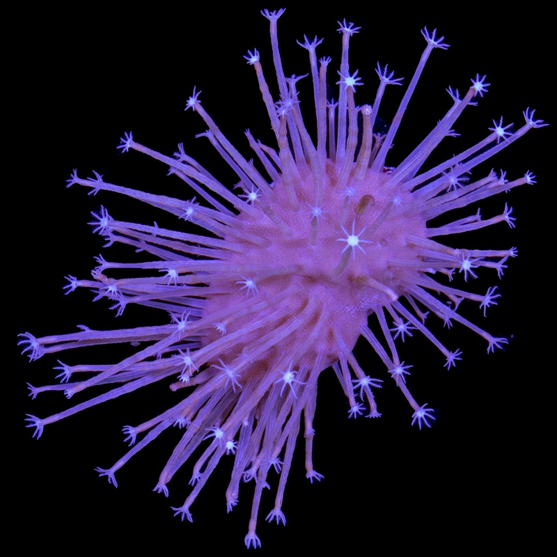 ORA Long Polyp Toadstool Leather Coral