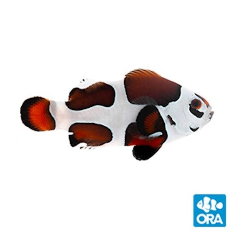 ORA Mocha Storm Ocellaris Clownfish - Captive Bred