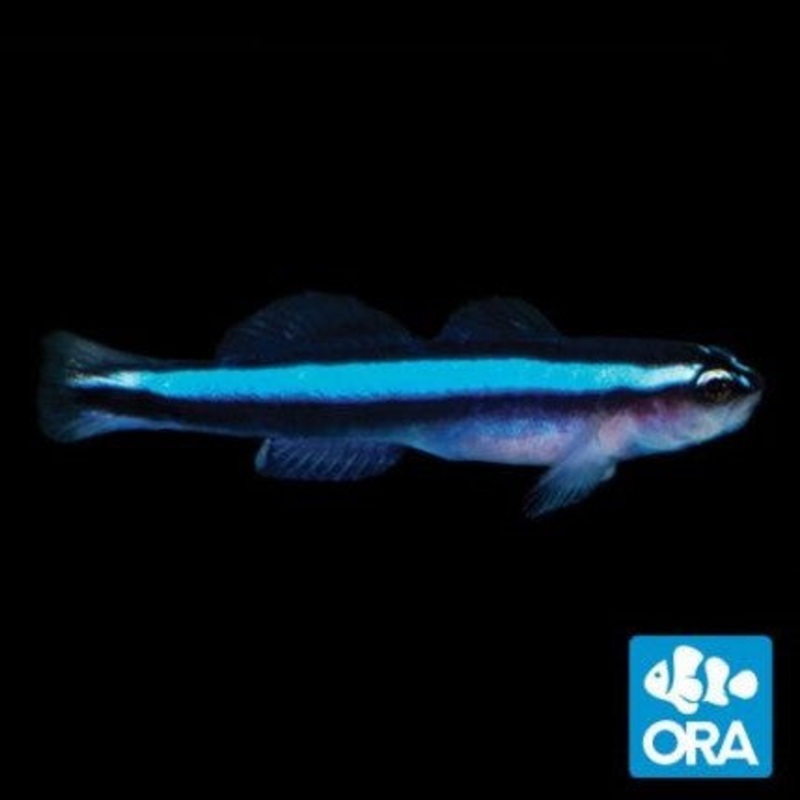 ORA Neon Goby - Captive Bred