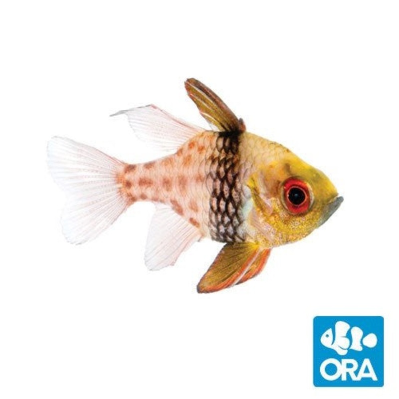 ORA Pajama Cardinal - Captive Bred