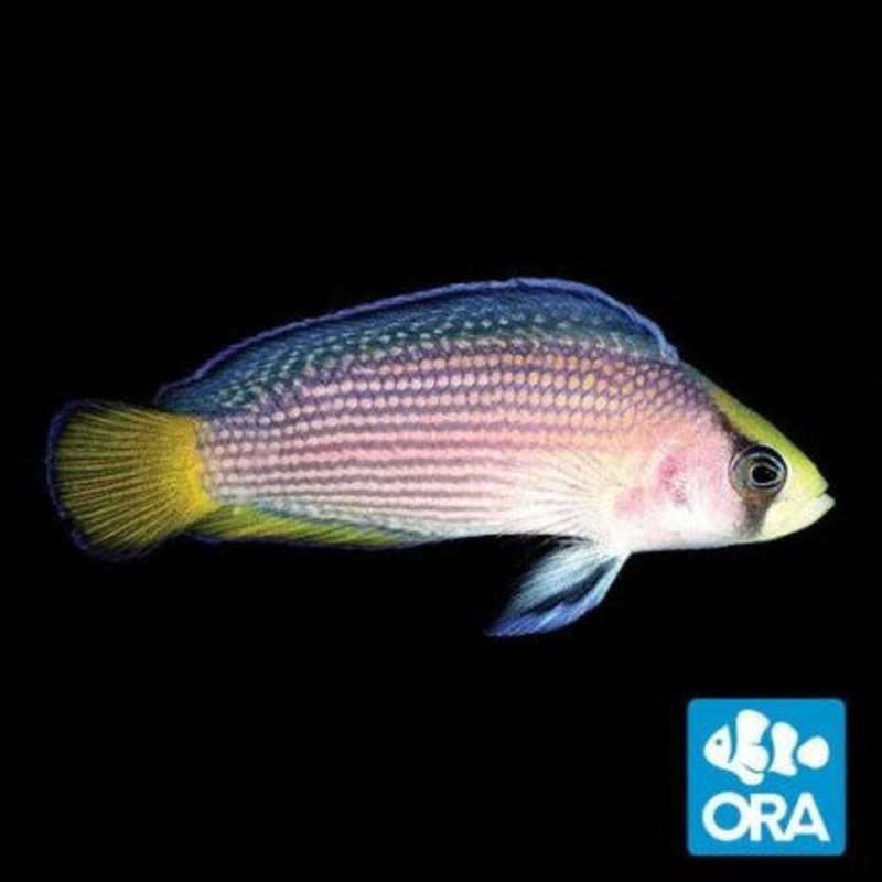 ORA Splendid Dottyback - Captive Bred