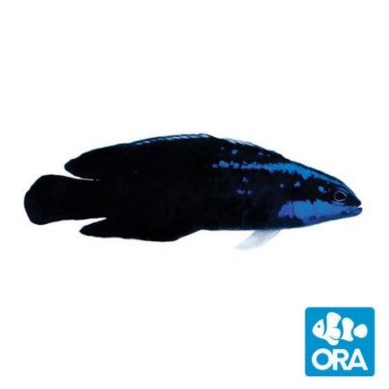 ORA Springeri Dottyback - Captive Bred