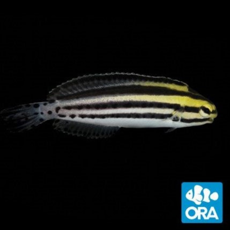 ORA Striped Blenny - Captive Bred
