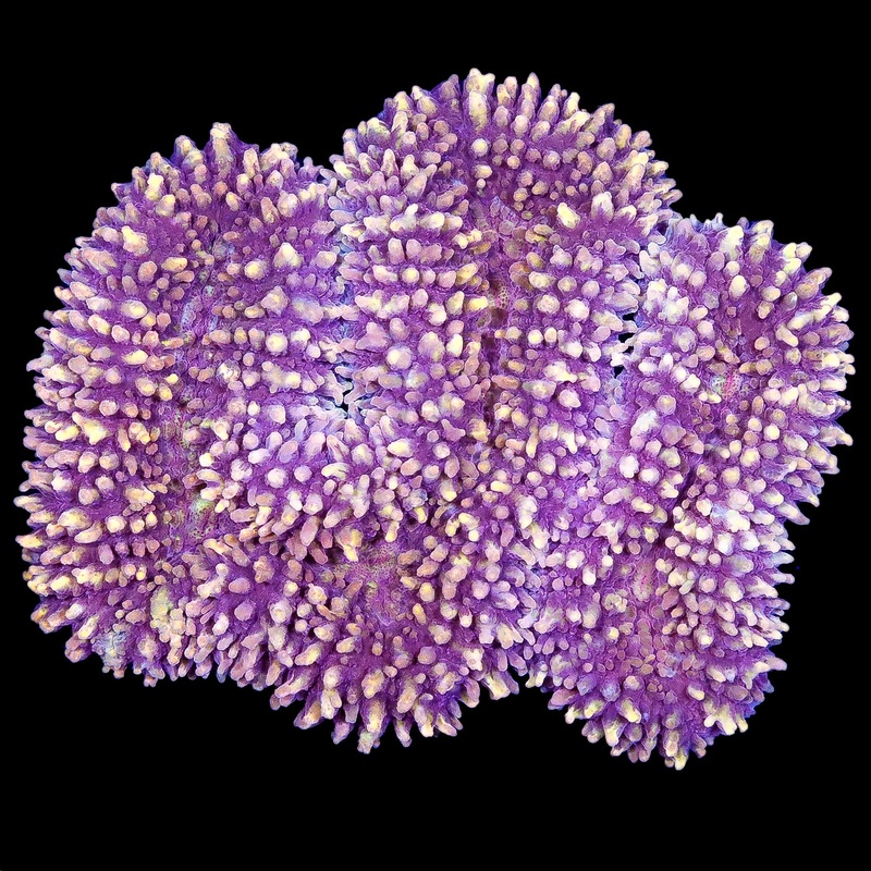Orange Carpet Lobophyllia Coral Colony