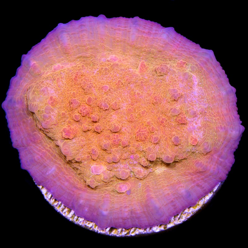 Orange Dream Echinophyllia Coral
