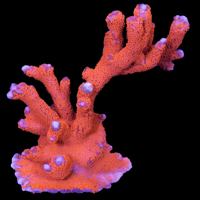 Orange Montipora Digitata Coral Colony