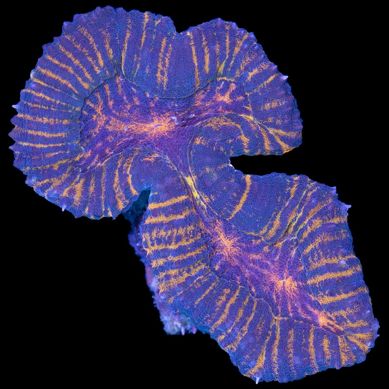 Orange Streak Lobophyllia Coral