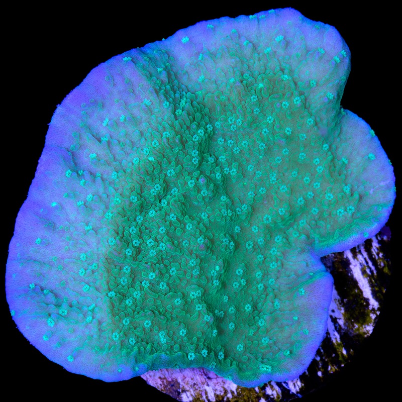 Original Leng Sy Purple Rim Montipora Capricornus Coral
