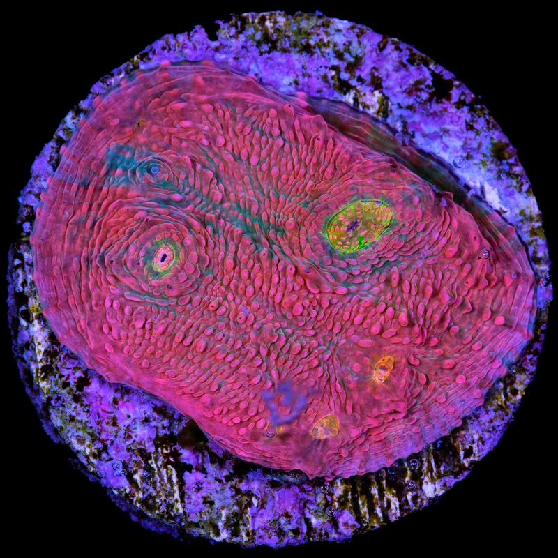 Original Vivid Echinophyllia Coral