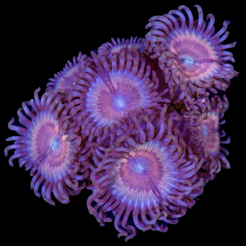 Pastel Rainbow Zoanthid Coral
