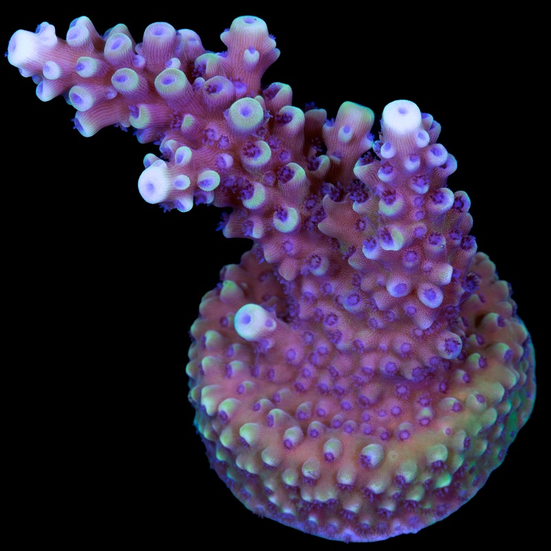 Pink Cadillac Acropora Coral