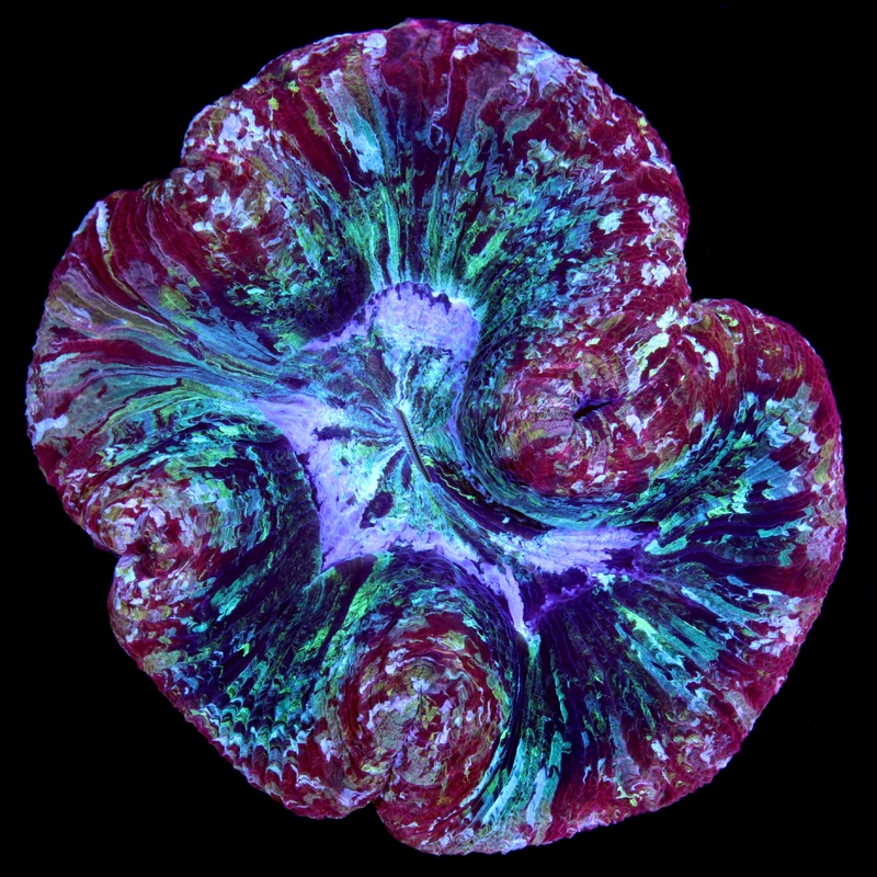 Rainbow Trachyphyllia Coral