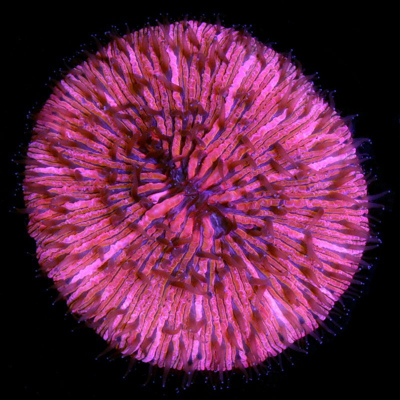 Red Malaysian Fungia Plate Coral