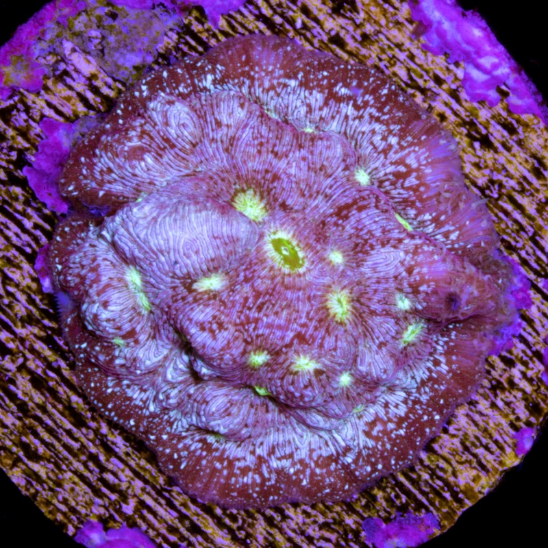 Red Robin Leptoseris Coral