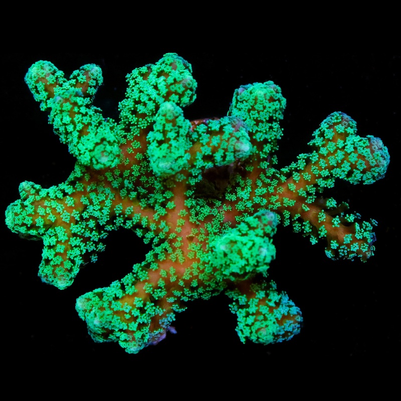 Screaming Green Birdsnest Coral