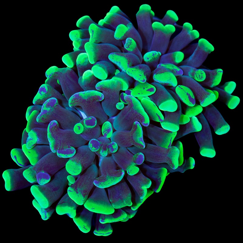 Splatter Hammer Coral