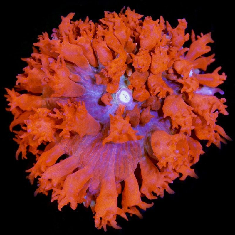 St. Thomas Mushroom