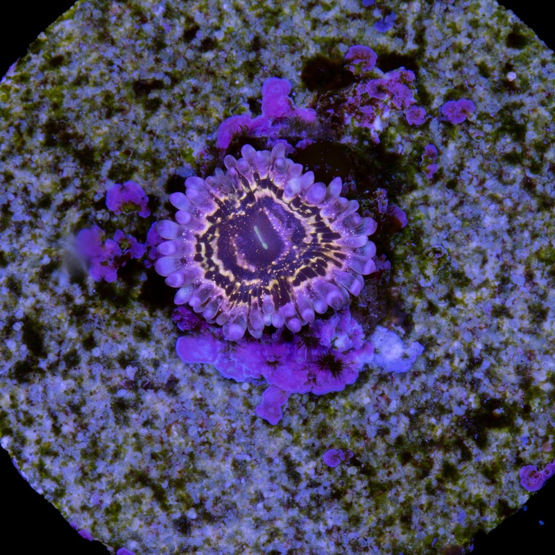 Stratosphere Zoanthids