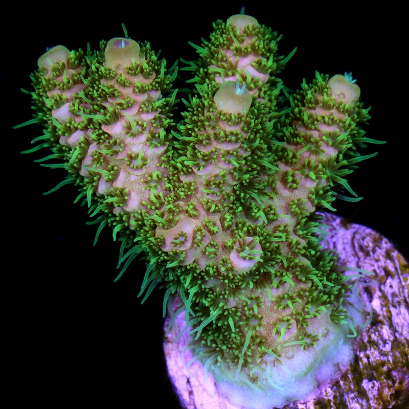 Sunrise Millepora Coral