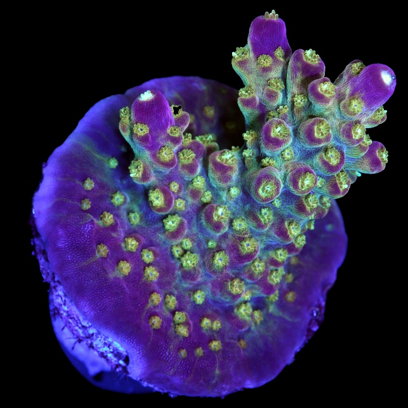 Tequila Sunrise Acropora Coral
