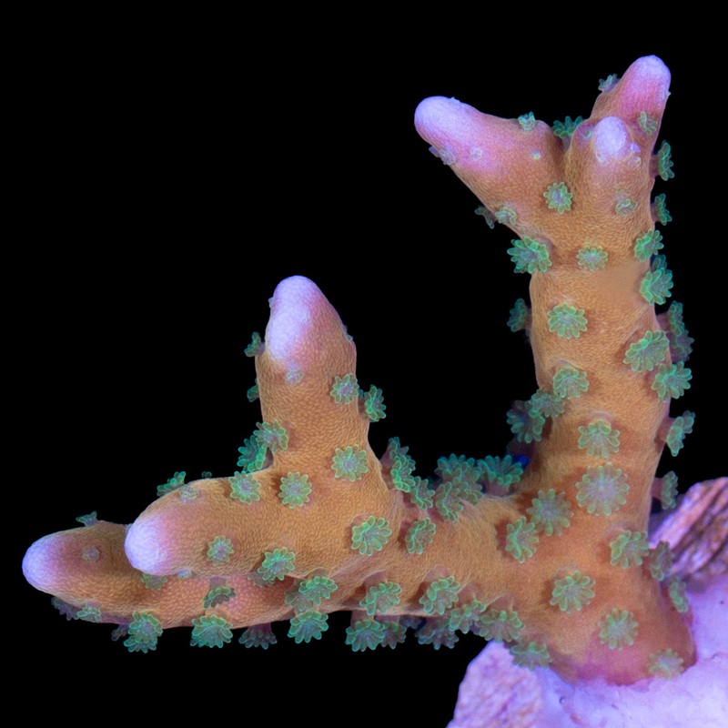 Tropicana Anacropora Coral