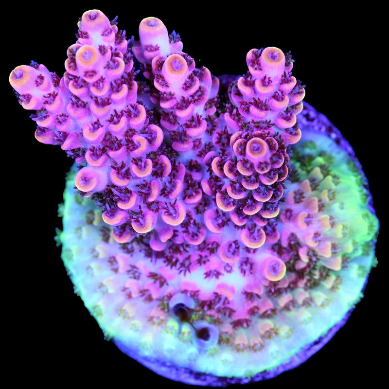 TSA Fruity Pebbles Acropora Coral