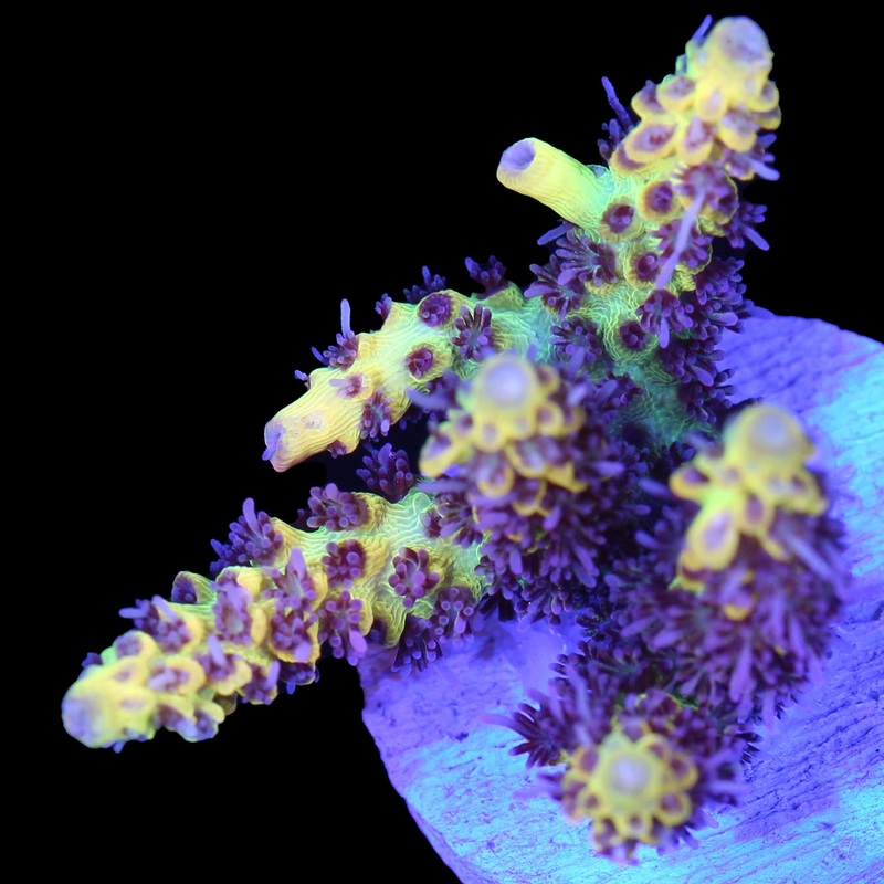 Tyree Pink Lemonade Acropora Coral