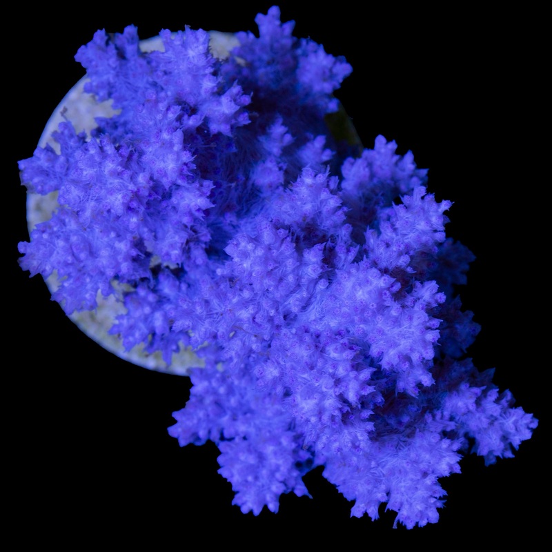 UC Koji Wada Rare Pink Nephthea Coral